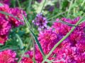 pink flowers.jpg